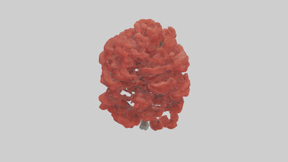 3D model Red Maple tree model VR / AR / low-poly