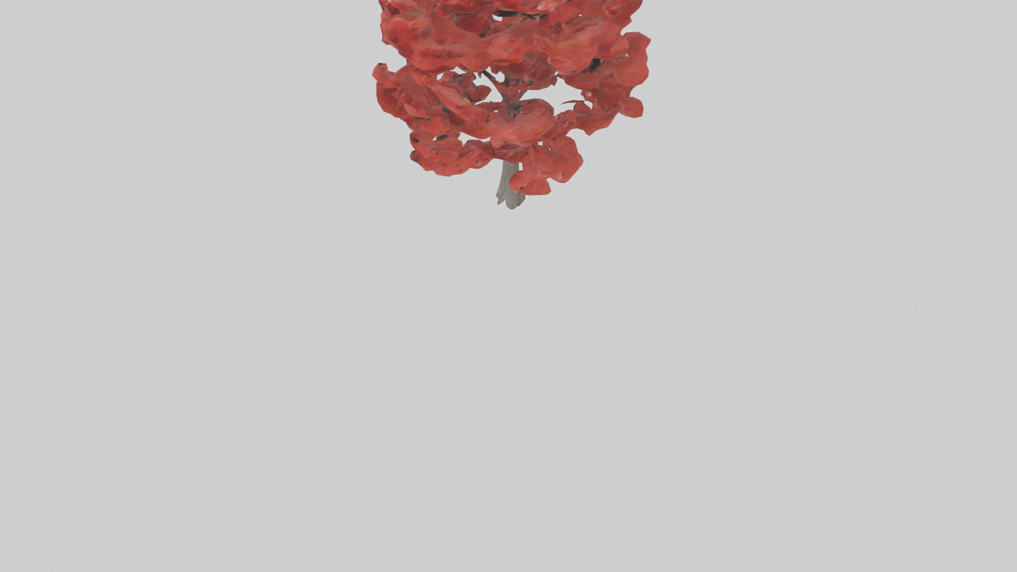 3D model Red Maple tree model VR / AR / low-poly