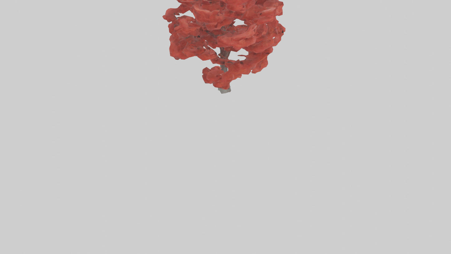 3D model Red Maple tree model VR / AR / low-poly
