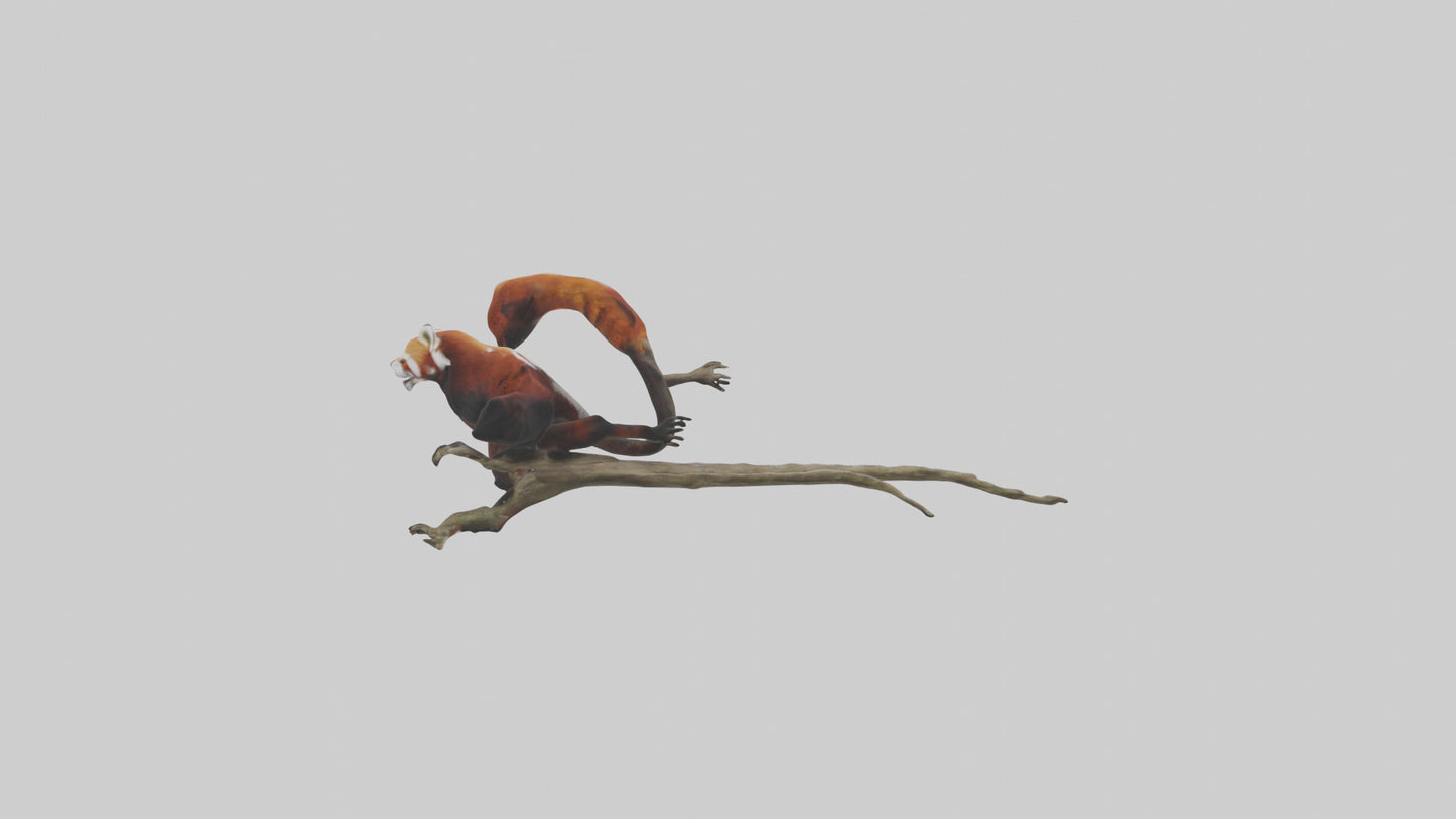 Red Panda climbing model VR / AR / low-poly