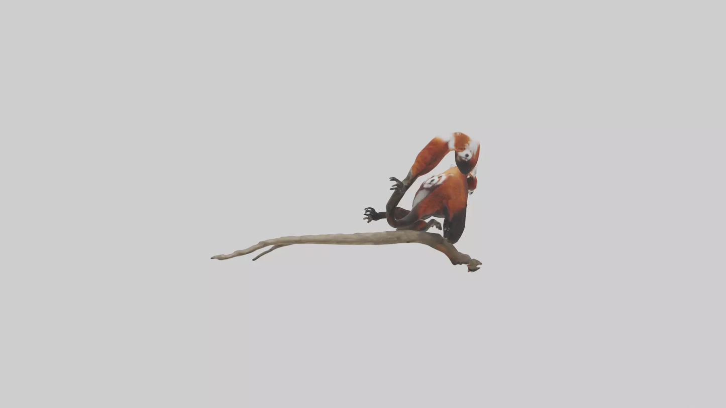 Red Panda climbing model VR / AR / low-poly