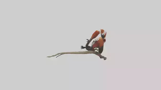 Red Panda climbing model VR / AR / low-poly