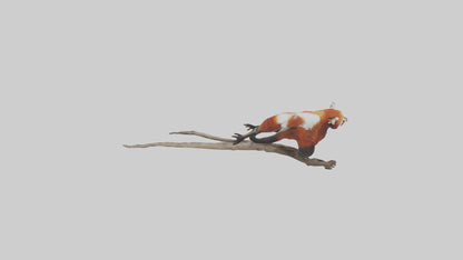 Red Panda climbing model VR / AR / low-poly
