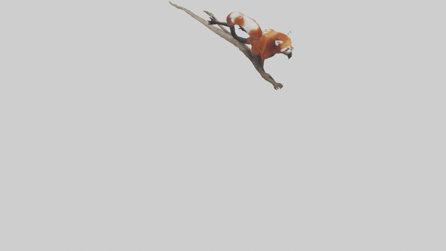 Red Panda climbing model VR / AR / low-poly