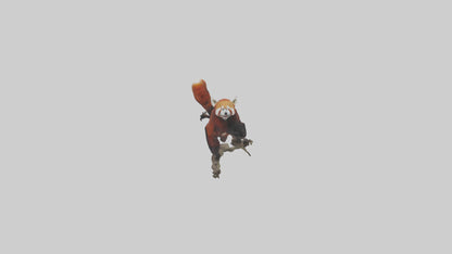 Red Panda climbing model VR / AR / low-poly