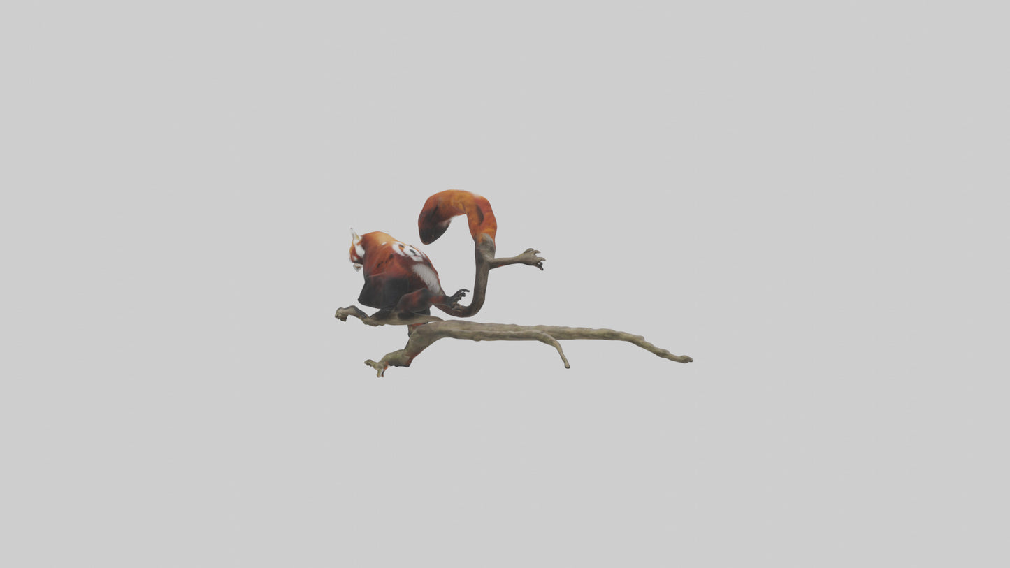 Red Panda climbing model VR / AR / low-poly