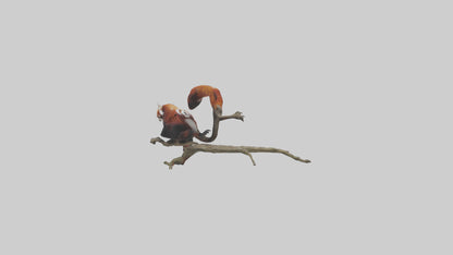 Red Panda climbing model VR / AR / low-poly