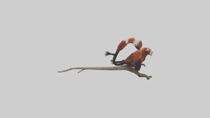 Red Panda climbing model VR / AR / low-poly