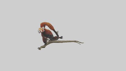 Red Panda climbing model VR / AR / low-poly