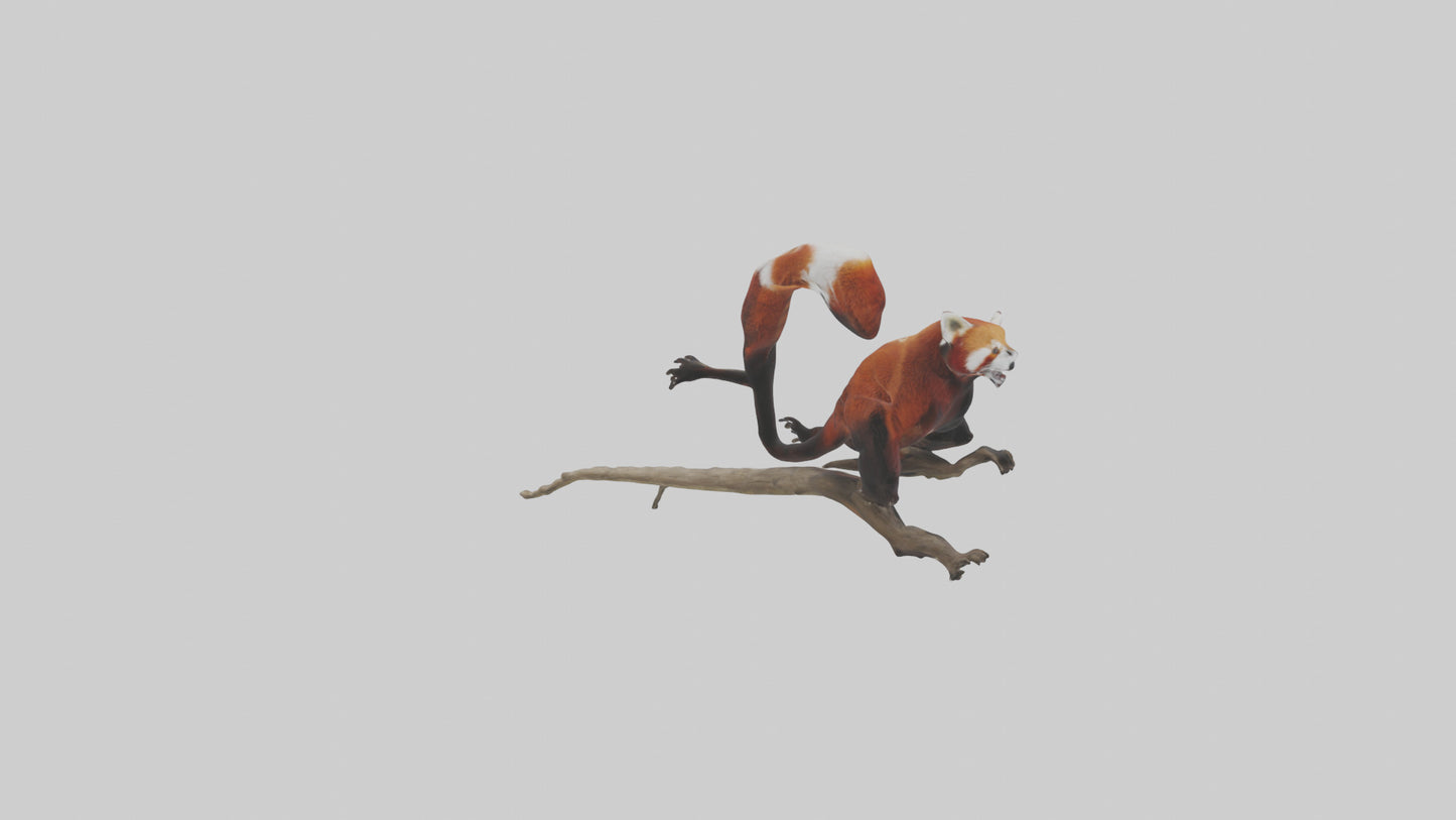 Red Panda climbing model VR / AR / low-poly