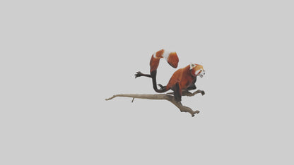 Red Panda climbing model VR / AR / low-poly
