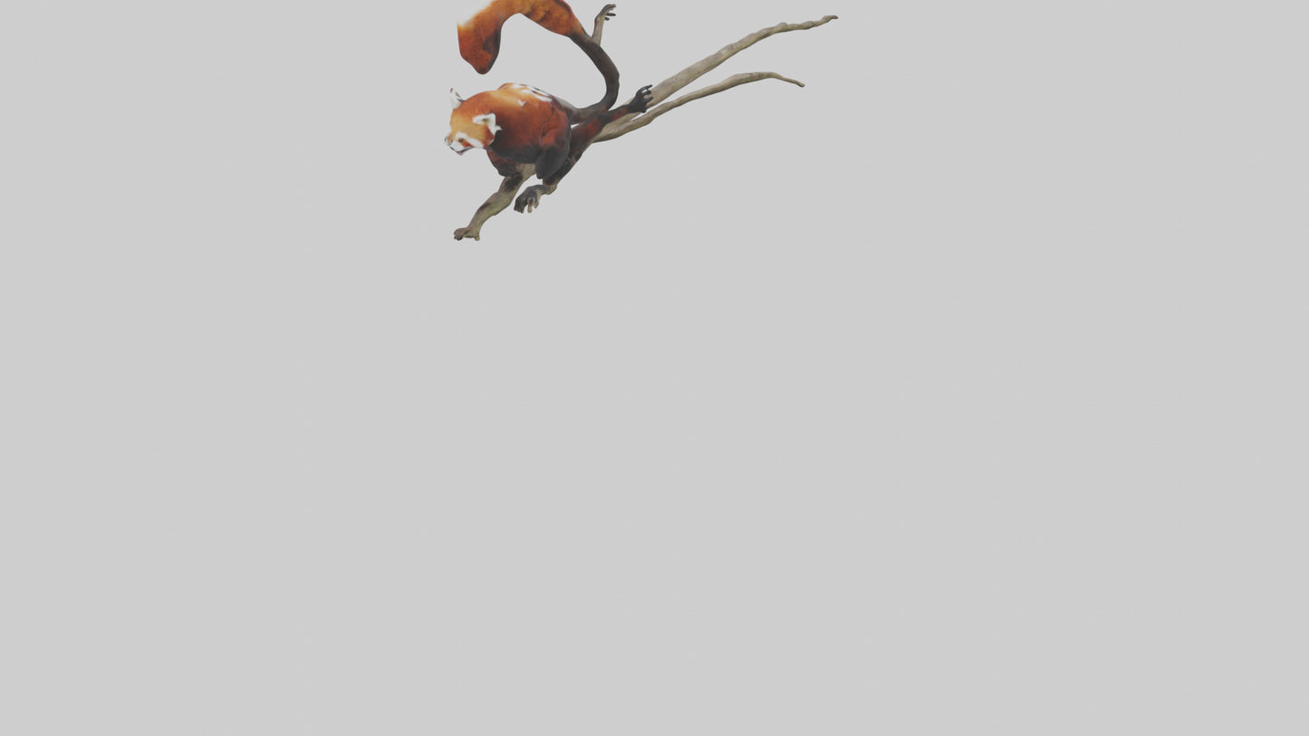 Red Panda climbing model VR / AR / low-poly