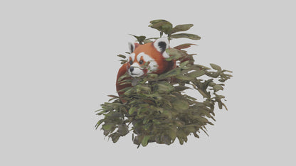 Red Panda hiding model VR / AR / low-poly