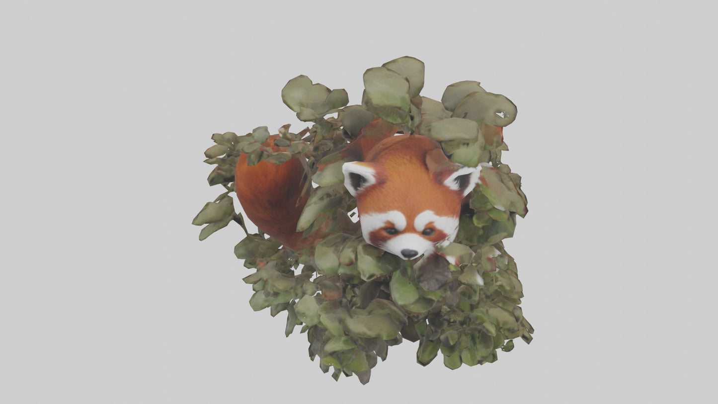 Red Panda hiding model VR / AR / low-poly