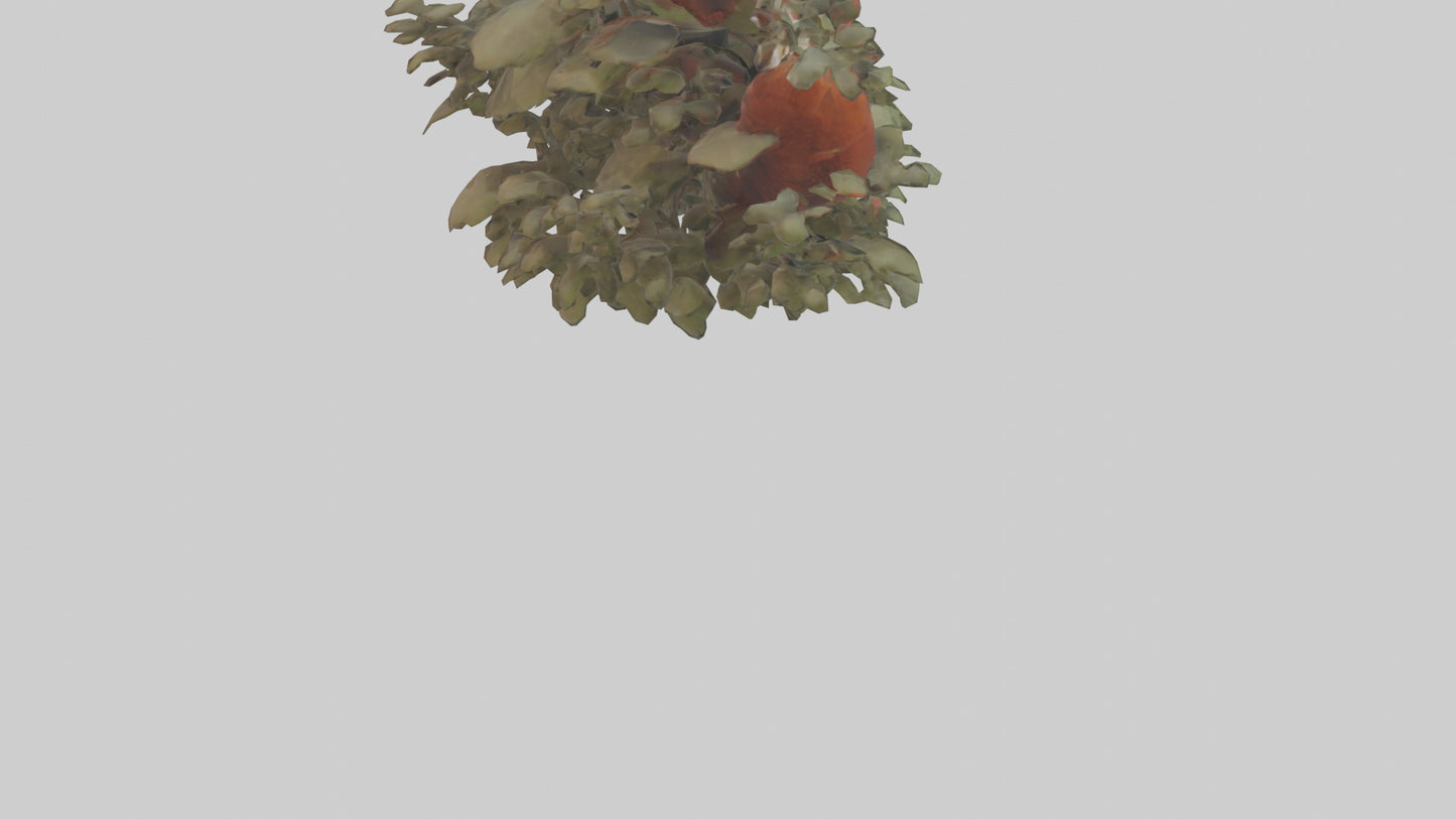 Red Panda hiding model VR / AR / low-poly