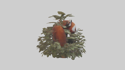 Red Panda hiding model VR / AR / low-poly