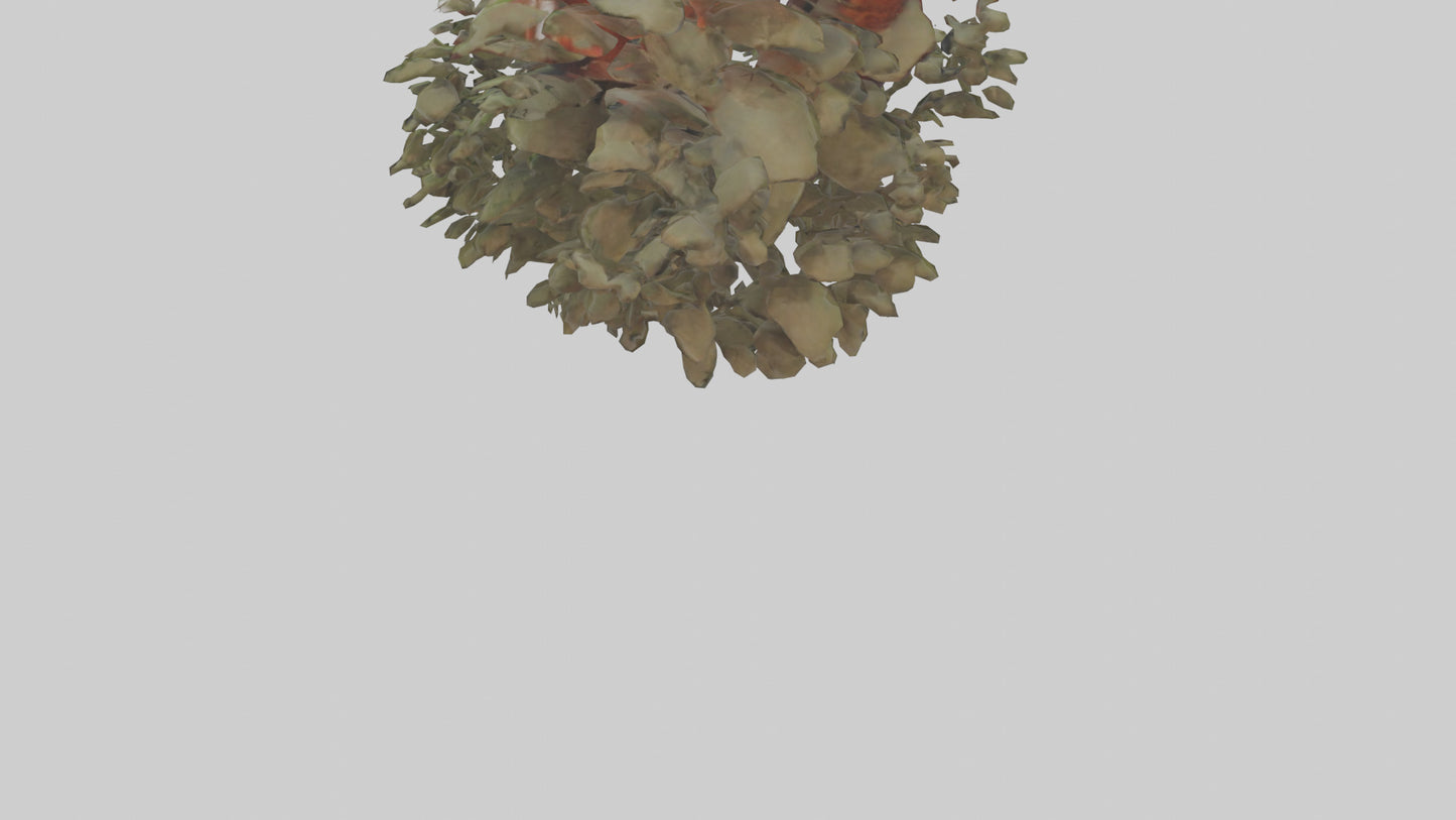 Red Panda hiding model VR / AR / low-poly