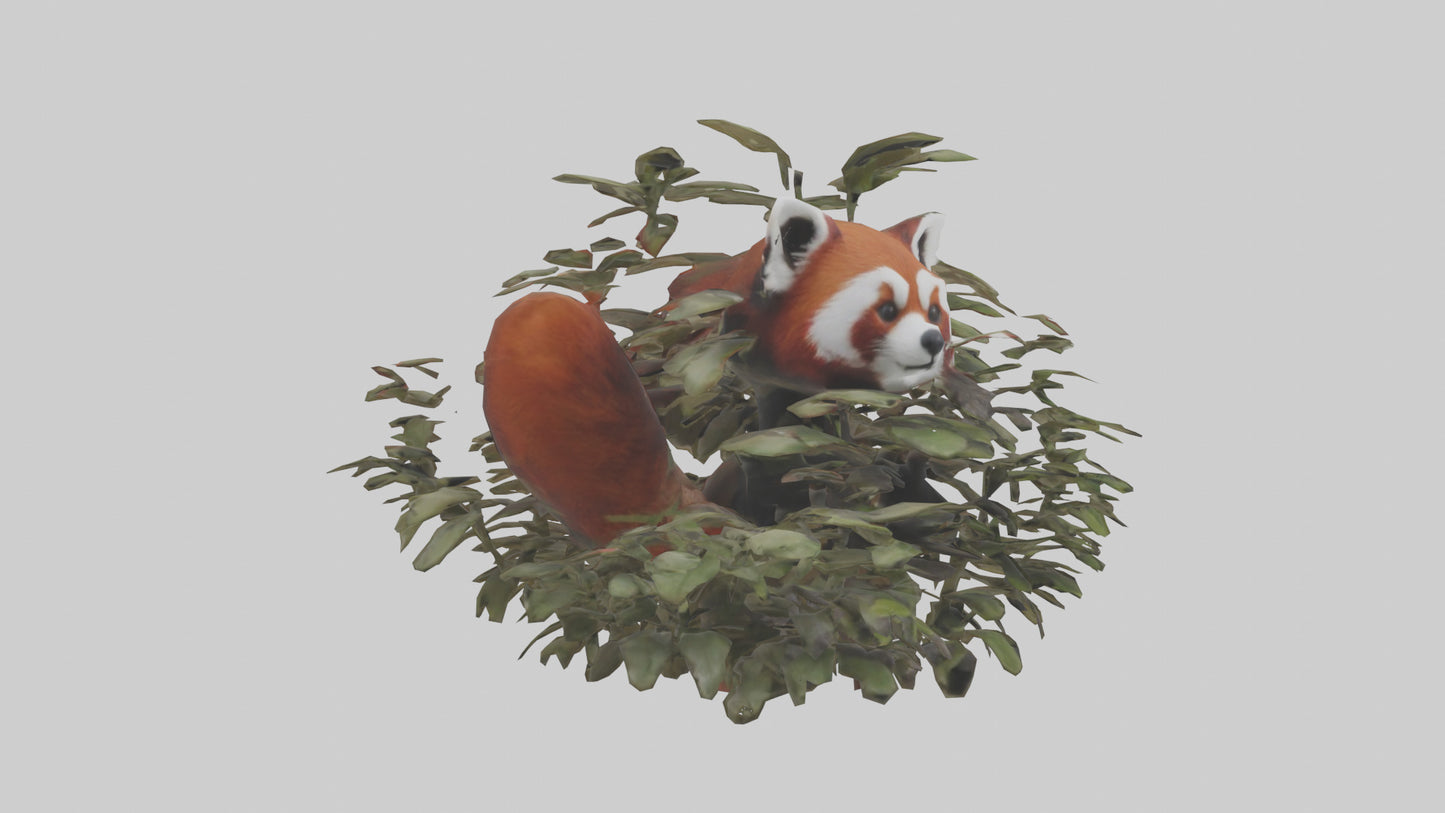 Red Panda hiding model VR / AR / low-poly