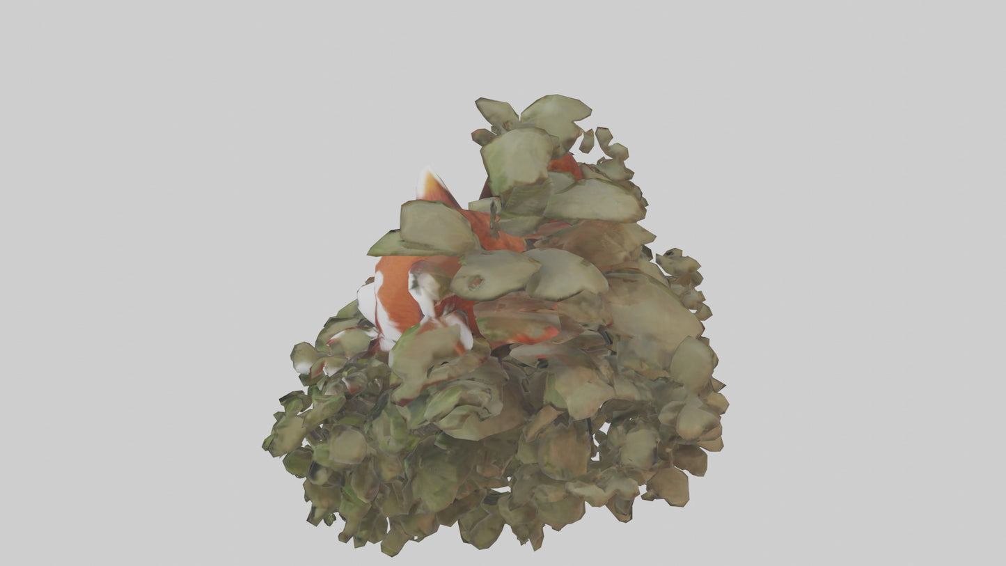Red Panda hiding model VR / AR / low-poly