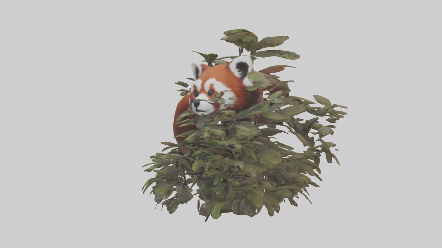 Red Panda hiding model VR / AR / low-poly