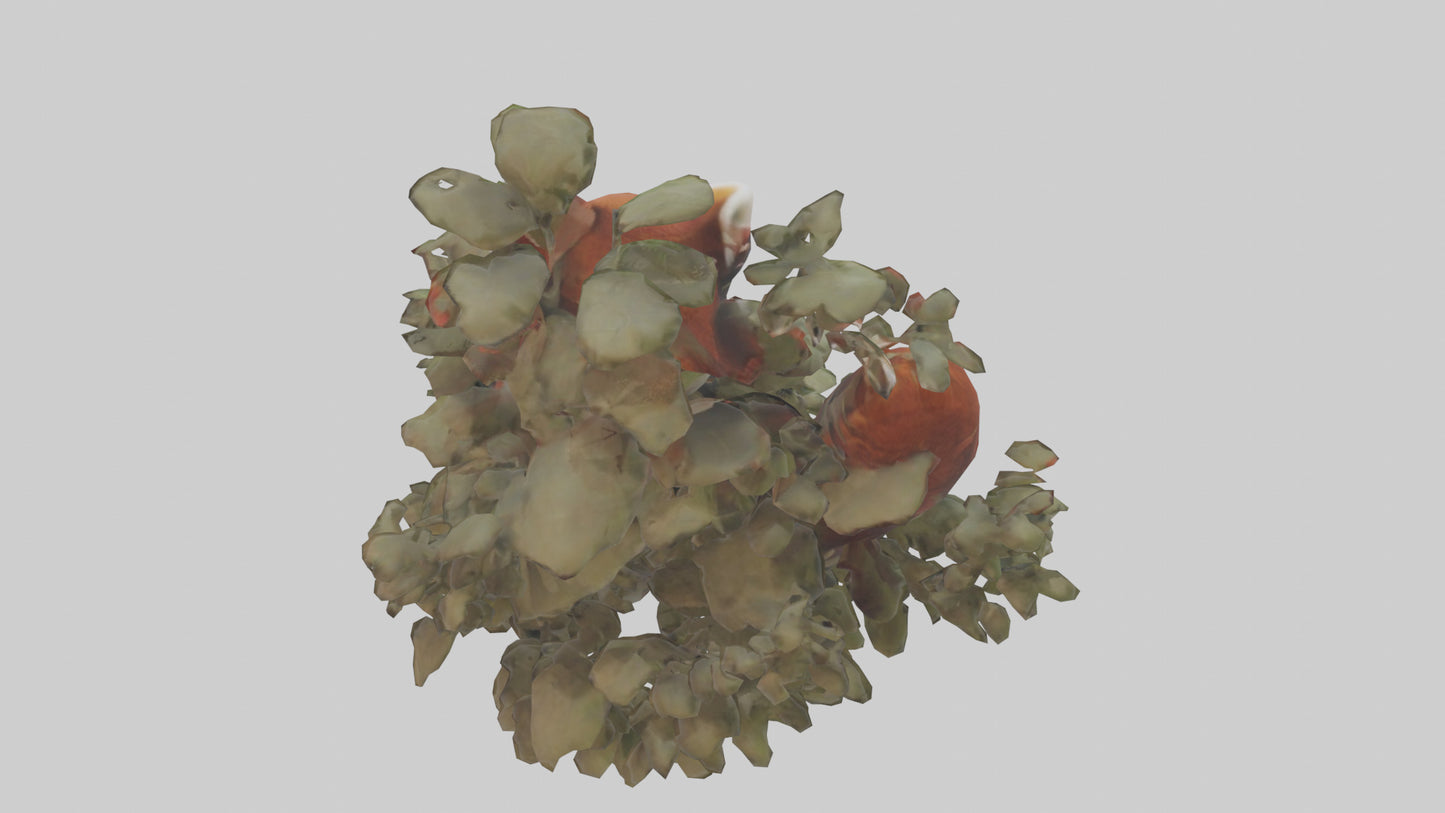 Red Panda hiding model VR / AR / low-poly