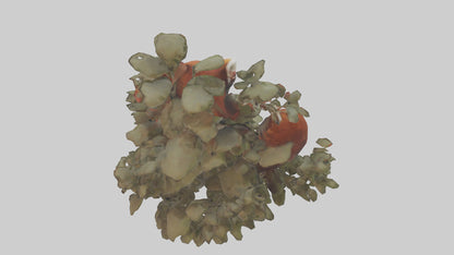 Red Panda hiding model VR / AR / low-poly