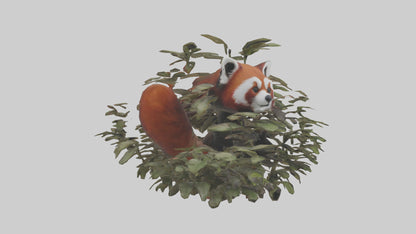 Red Panda hiding model VR / AR / low-poly