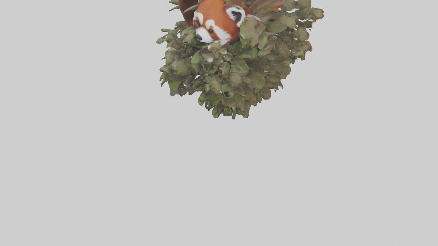 Red Panda hiding model VR / AR / low-poly