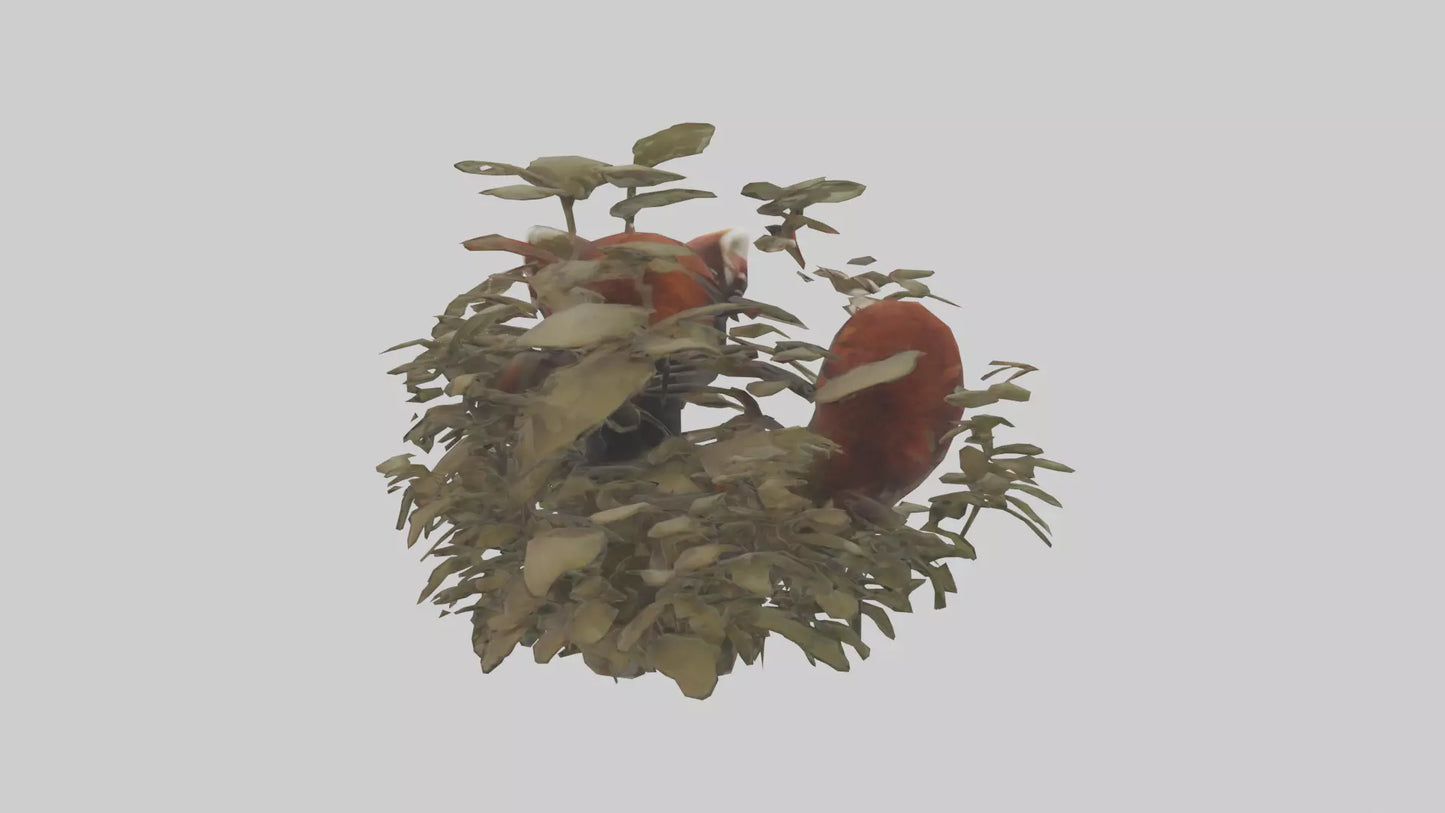 Red Panda hiding model VR / AR / low-poly