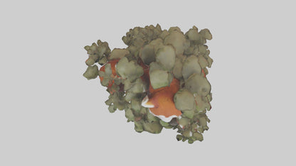 Red Panda hiding model VR / AR / low-poly