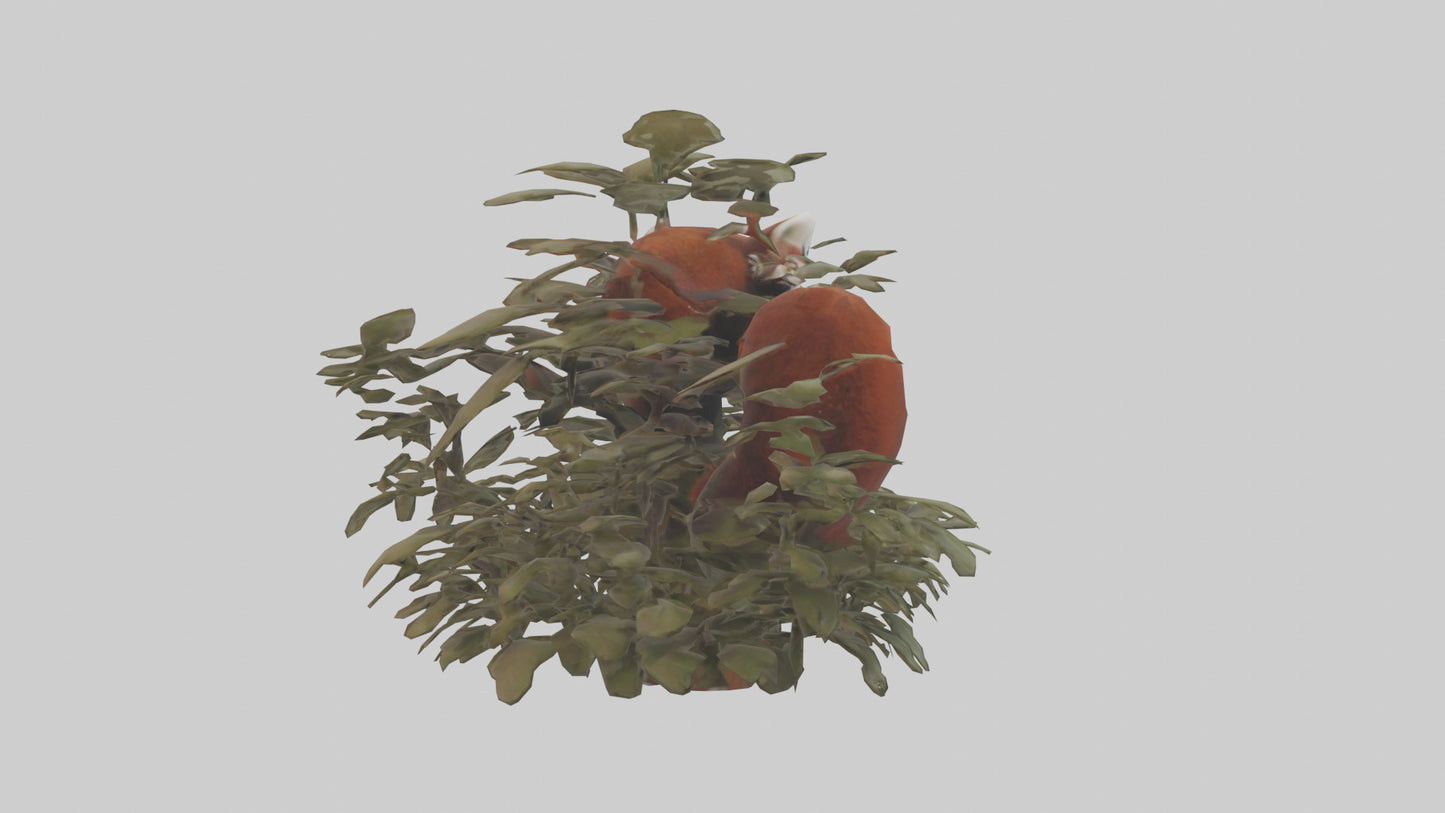 Red Panda hiding model VR / AR / low-poly