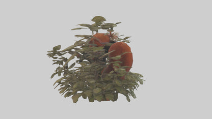 Red Panda hiding model VR / AR / low-poly