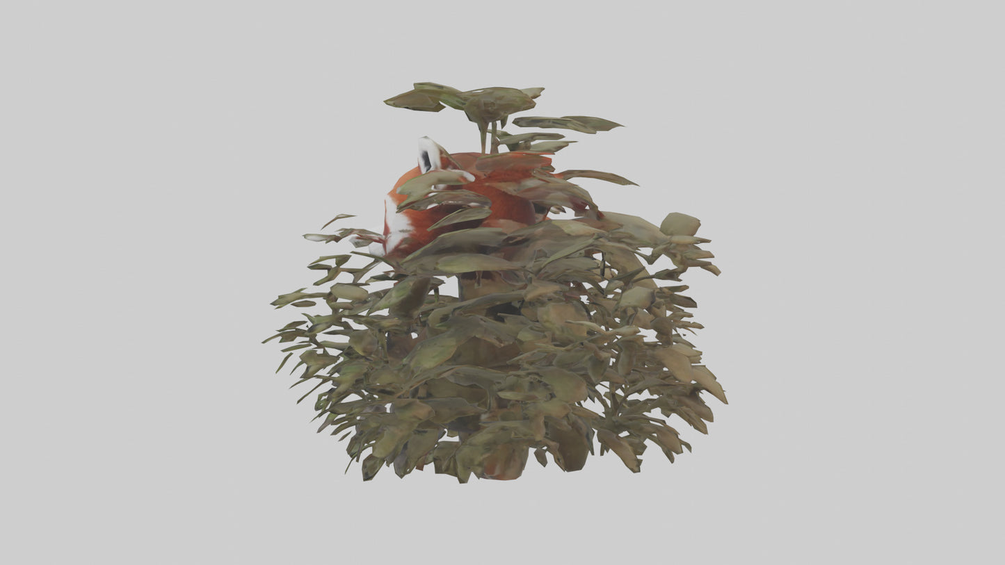 Red Panda hiding model VR / AR / low-poly
