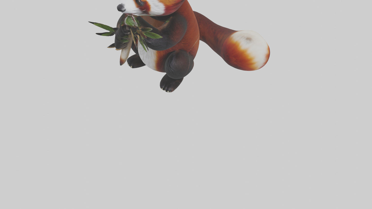 Red Panda playing model VR / AR / low-poly