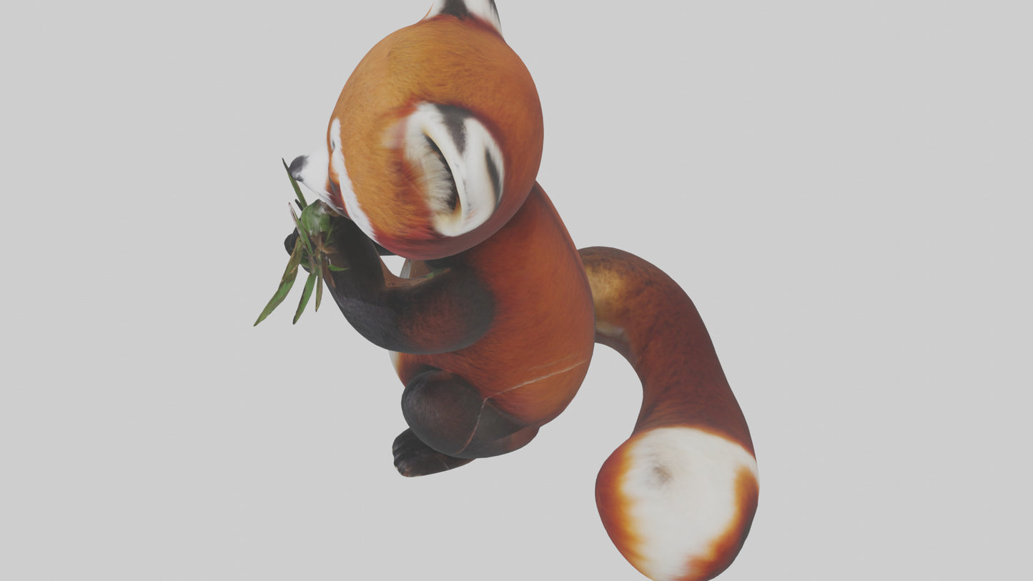 Red Panda playing model VR / AR / low-poly