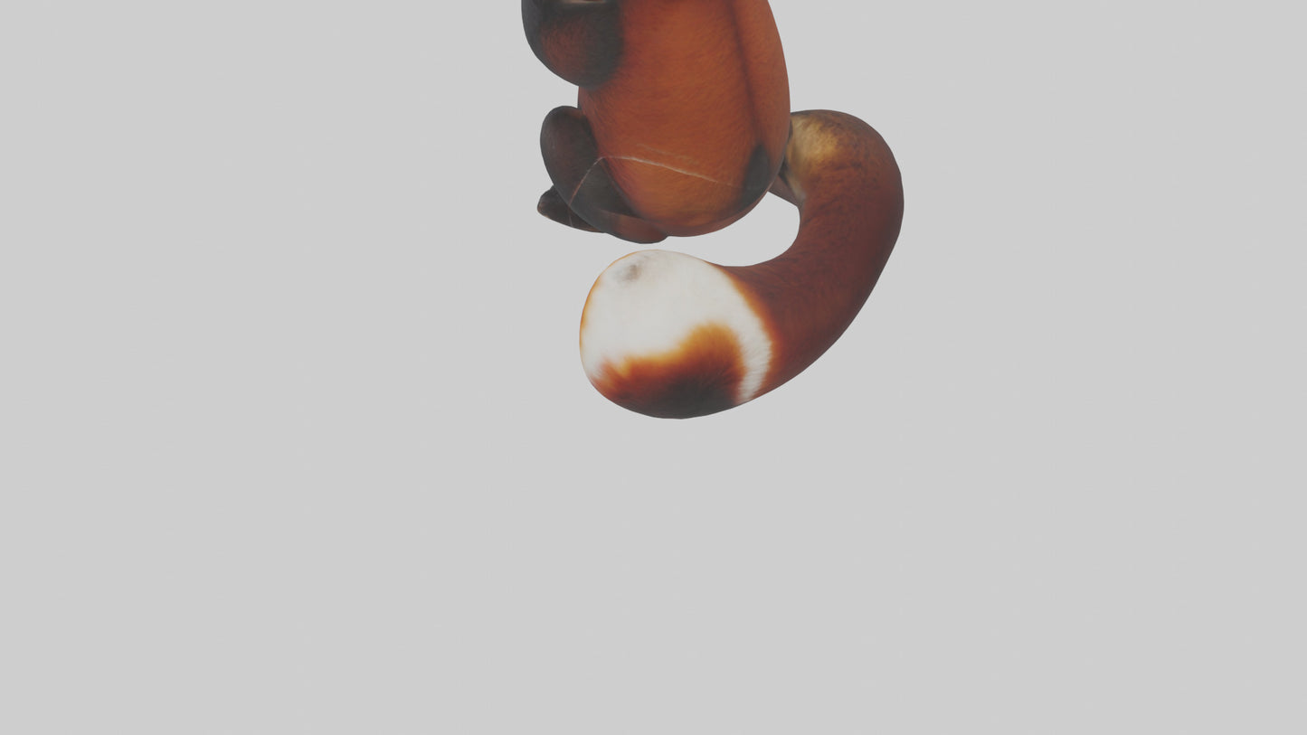 Red Panda playing model VR / AR / low-poly