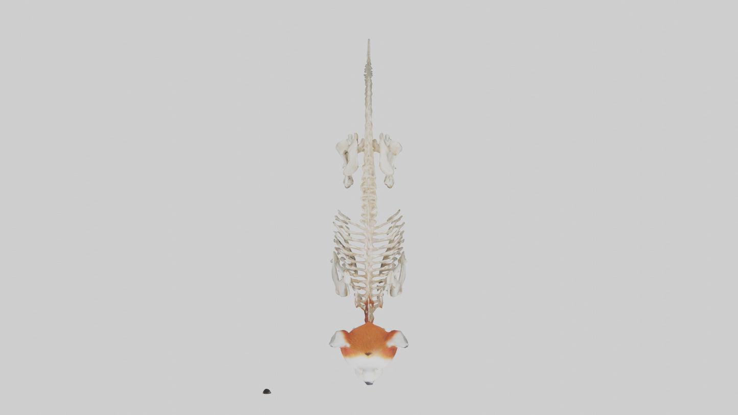3D model Red Panda Skeleton model VR / AR / low-poly