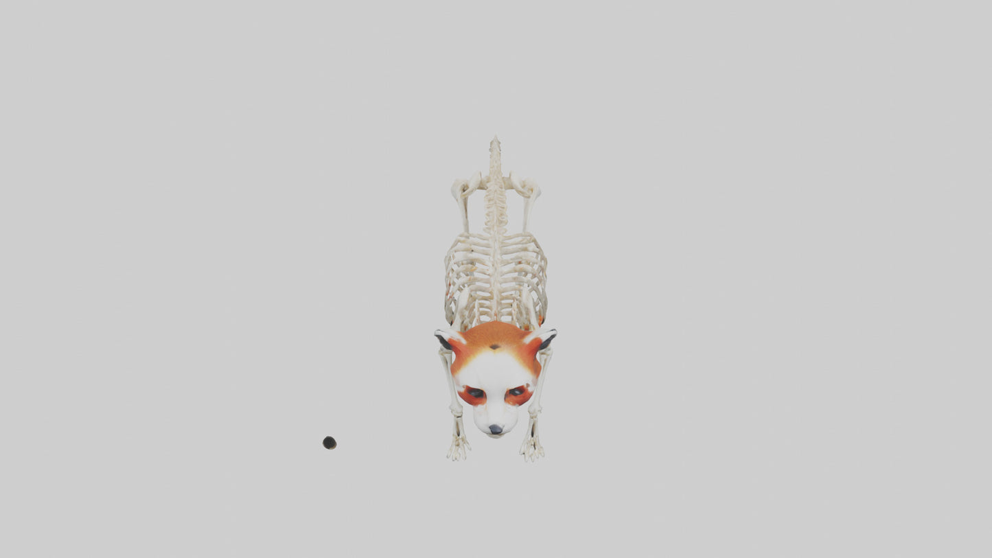 3D model Red Panda Skeleton model VR / AR / low-poly