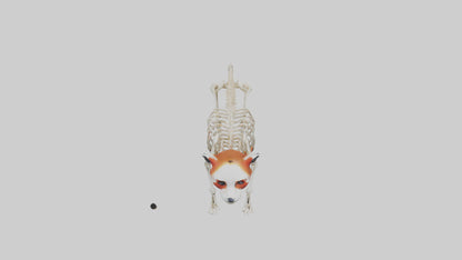 3D model Red Panda Skeleton model VR / AR / low-poly