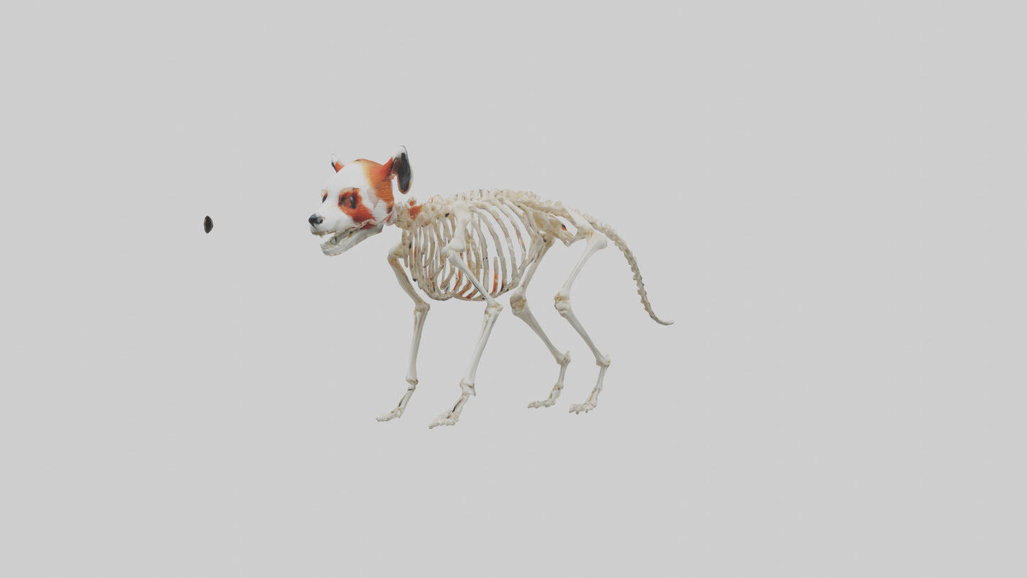 3D model Red Panda Skeleton model VR / AR / low-poly