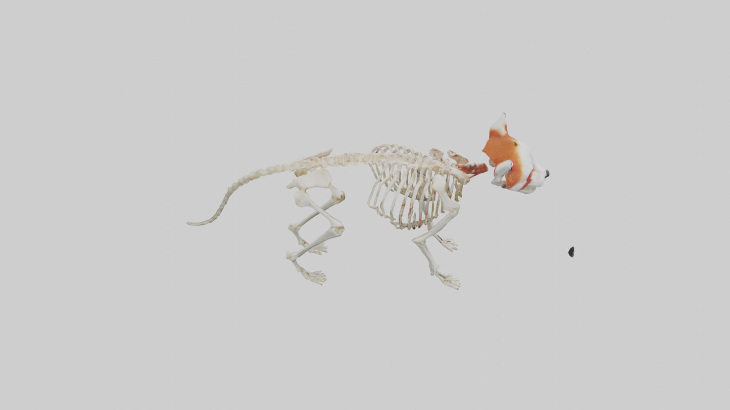 3D model Red Panda Skeleton model VR / AR / low-poly