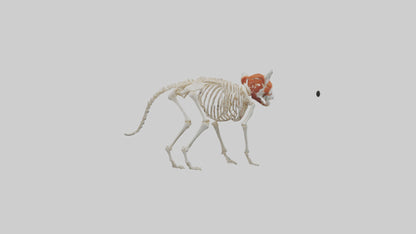 3D model Red Panda Skeleton model VR / AR / low-poly