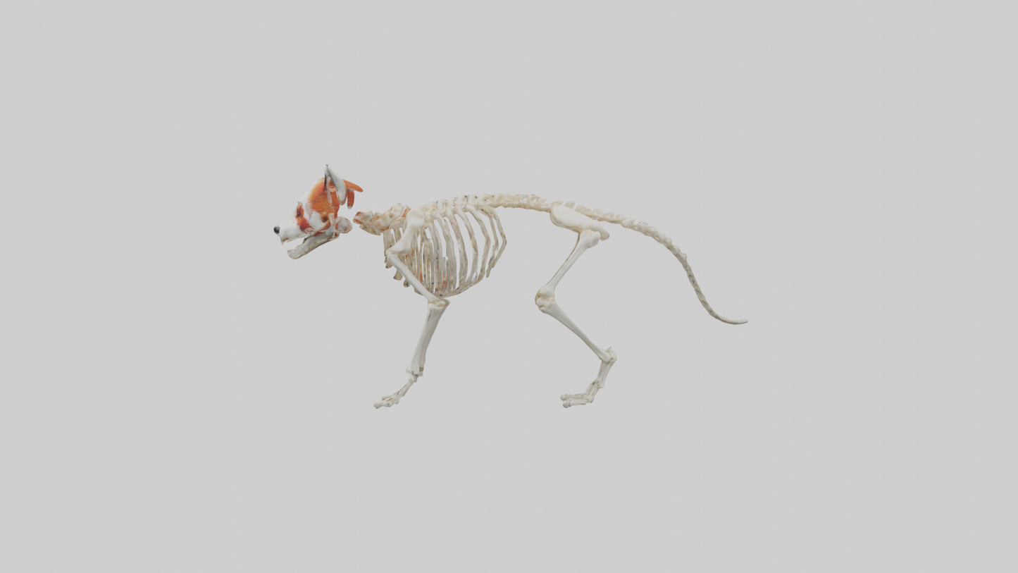 3D model Red Panda Skeleton model VR / AR / low-poly