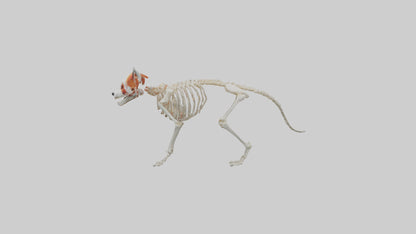 3D model Red Panda Skeleton model VR / AR / low-poly