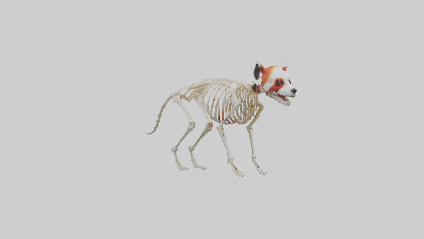 3D model Red Panda Skeleton model VR / AR / low-poly
