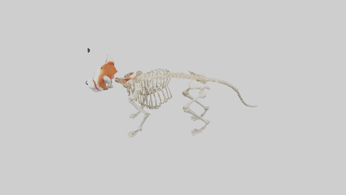 3D model Red Panda Skeleton model VR / AR / low-poly