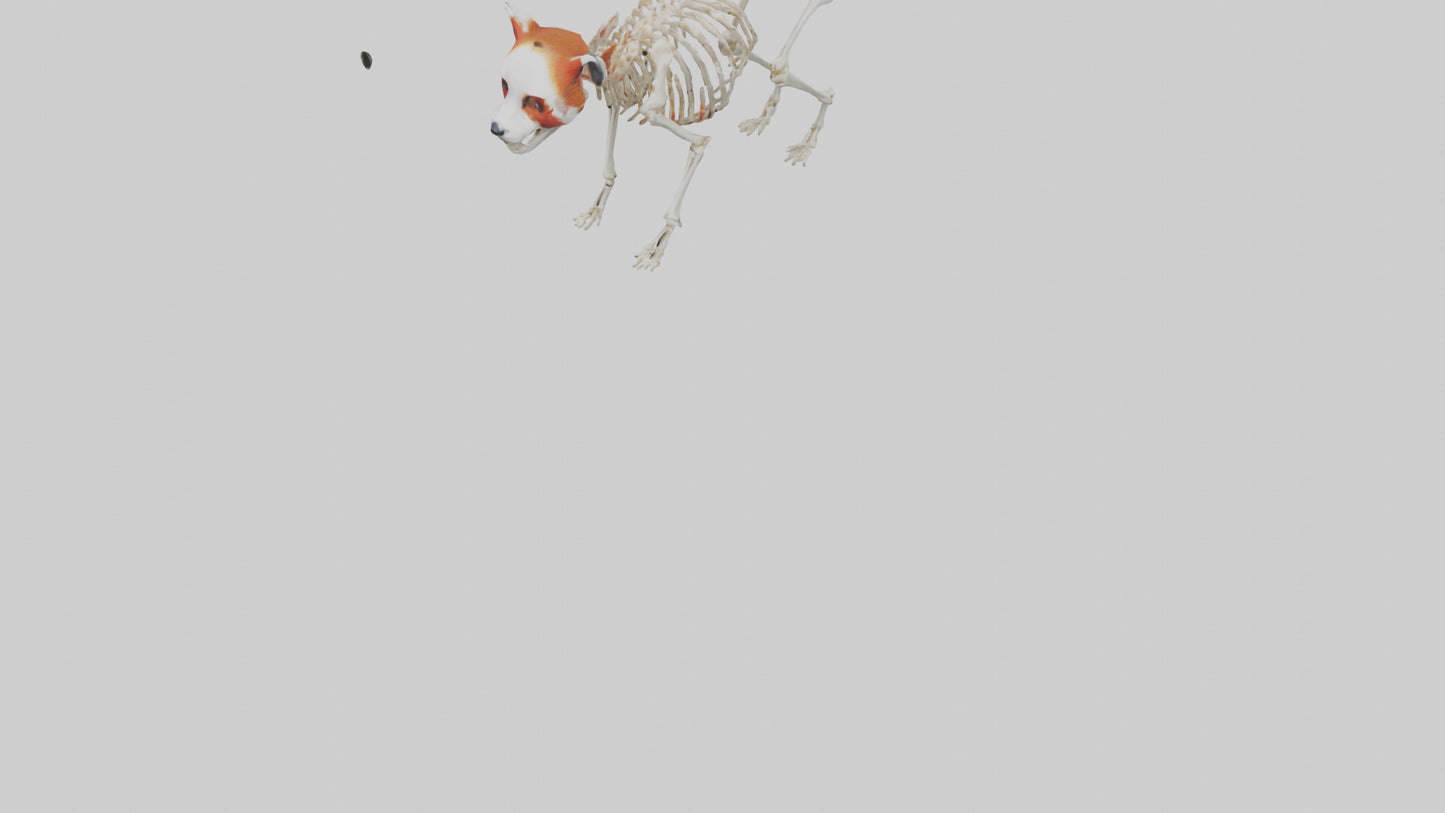 3D model Red Panda Skeleton model VR / AR / low-poly