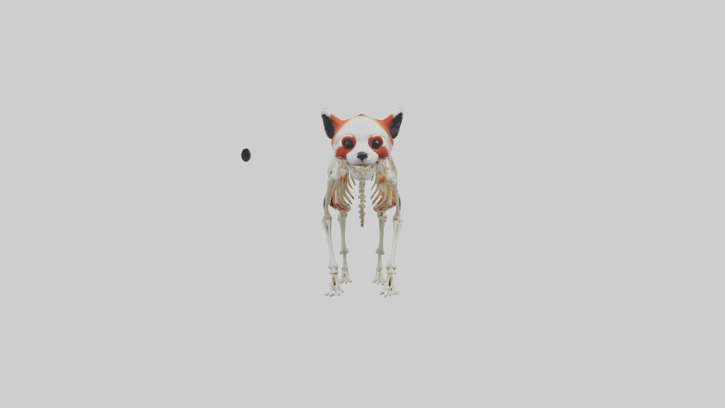 3D model Red Panda Skeleton model VR / AR / low-poly