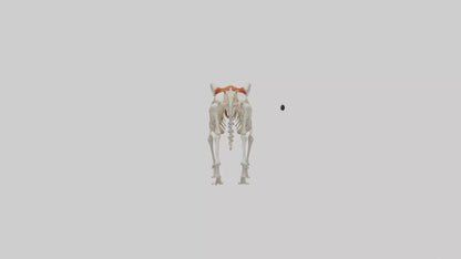 3D model Red Panda Skeleton model VR / AR / low-poly