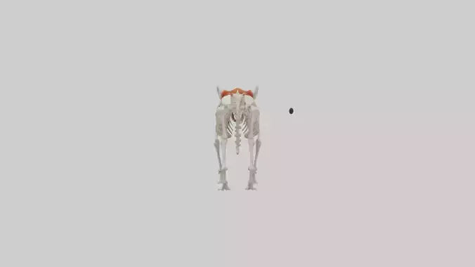 3D model Red Panda Skeleton model VR / AR / low-poly